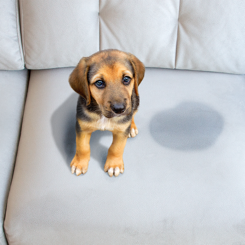 Urinflecken auf Sofa